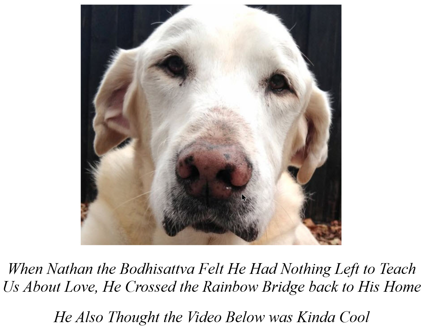 dogs chasing balloons